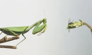 Carnivorous Insects Stampe: Praying Mantis about to attack a fly