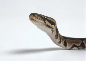 Serpente Marrone Stampe: Pitone Reale (Python regius) che solleva la testa, in primo piano, vista laterale.
