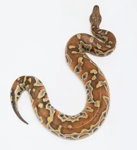 Stampe di Pythonidae, Python curtus, python del sangue Pitone Di Sangue Stampe: Pythonidae, Python curtus, python del sangue.