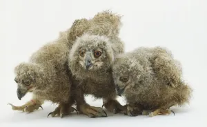 Bird Photography Studio Stampe: Three owlets looking down in different direction