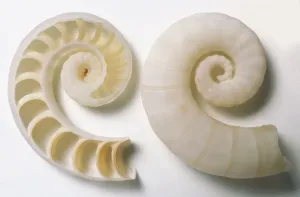 Invertebrate Photography Stampe: Side and sectioned view of Common Spirula Shell