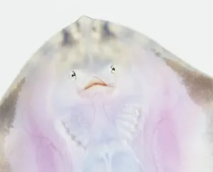 Studio Shot Fish Stampe: Underside of a Ray, close up