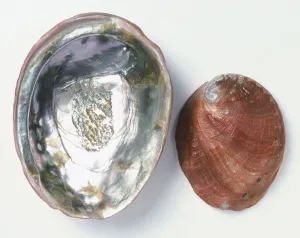 Invertebrate Photography Stampe: Upper and underside view of Red Abalone shell