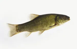Cyprinid Fish Species Stampe: Tench