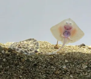 Stampe di Viste superiori e inferiori di razze Elasmobranchi Stampe: Viste superiori e inferiori di razze.
