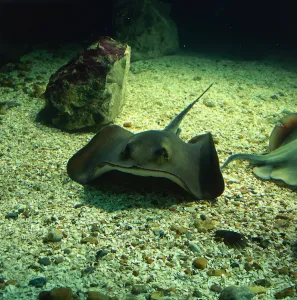 Camouflaged Sea Creatures Stampe: Undulate Ray