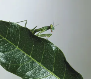 Carnivorous Insects Stampe: Upper torso view of Mantis on leaf