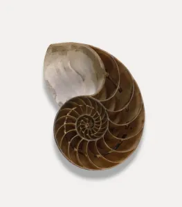 Studio Photography Of Shells Stampe: Nautilus shell, cross-section