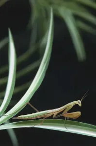 Invertebrate Arthropod Images Stampe: Upper torso view of Mantis on leaf