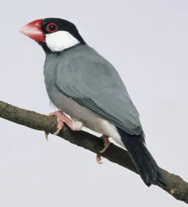 Ornithology Photos Stampe: Side view of a captive Java Sparrow perched on a thin branch