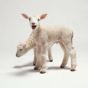 Baby Sheep Stampe: Side view of two lambs bleating