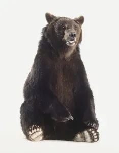 One Animal Studio Photography Stampe: Brown bear