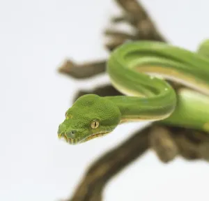 White Background Snake Photos Stampe: Close-up of the head of a Green Tree Python