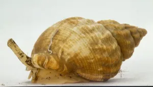 Marine Gastropod Stampe: Whelk