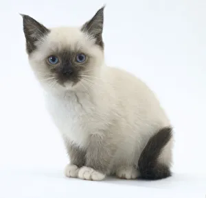 Stampe di Gatto birmano Birmania Stampe: Gatto birmano