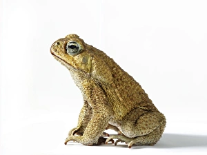 White Background Wildlife Photos Stampe: Cane toad (bufo marinus), side view