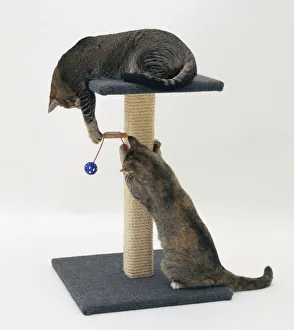 Domestic Cat Behavior Stampe: A cat against a rope scratching post