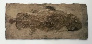 Fossilized Marine Life Stampe: Fossilized Coelacanth