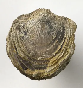 Ancient Sea Creatures Stampe: Fossilized completely