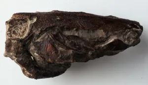 Fossili Stampe: Osteichti - Macronesi: Cranio
