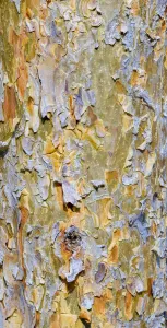 Central European Autumn Stampe: Bark of a pine (Pinus)