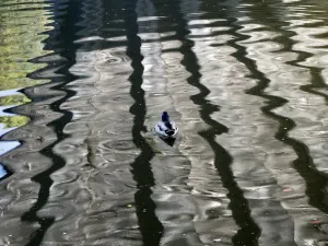I patterni di luce dalle riflessioni del fiume sotto il ponte Donnington, Oxford - e unanatra solitaria.