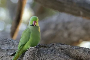 Asia Travel Destination Stampe: A rose-ringed parakeet