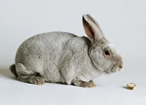 Cute Rabbit Stampe: A gray rabbit in sitting position