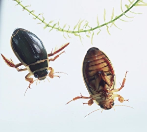 Aquatic Insects Stampe: Two great diving beetles