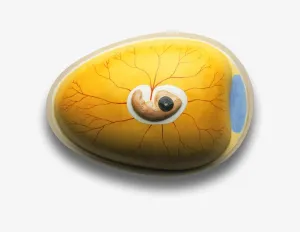Chicken Embryo Development Stampe: Model of chicken embryo developing inside egg