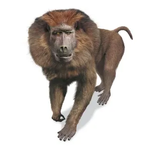 Earth Science Illustrations Stampe: Theropithecus oswaldi, front view