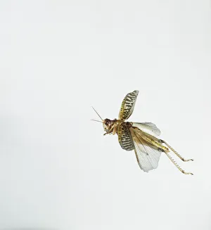 Insect Flight Photography Stampe: Locust in flight