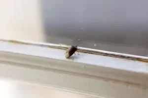Horizontal Animal Photos Stampe: Bedbug