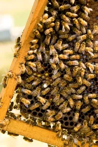 Beehive Management Stampe: Beekeeping