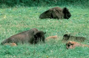 Wild Animals Photos Stampe: Bisons