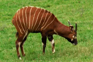 Striped Wild Animal Stampe: Bongo. Boocercus Eurycerus
