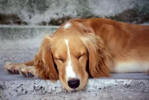 Cocker Spaniel Stampe: Cocker