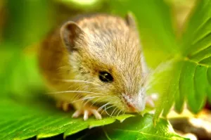 Horizontal Animal Photos Stampe: Fieldmouse