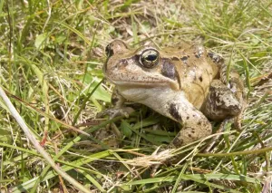 Amphibians In Nature Stampe: Frog