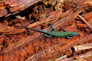 Animale Stampe: Lizard