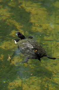 Red Eared Slider Stampe: Red Eared Slider. Pseudemys Scripta Elegans