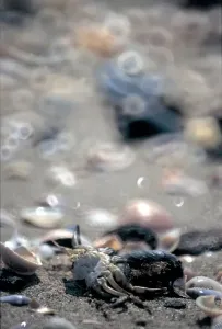 Beach Shells Stampe: Shells. Sand