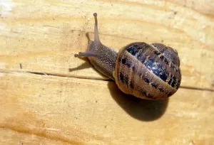 Snail
