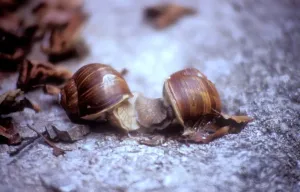 Animale Stampe: Snails