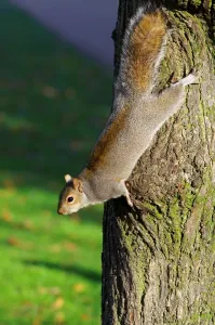 Rodent Wildlife UK Stampe: Squirrel. Sciurus Carolinensis. Europe. England. London. St. Jamess Park