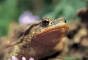 Animale Stampe: Rana. Bufo Bufo