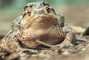 Animale Stampe: toads