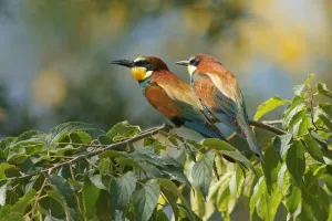 Ornithology In Europe Stampe: Bee-eater