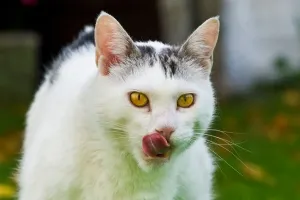 Stampa con cornice : Gatto Mangia