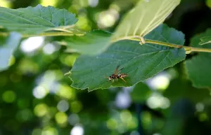 Nature Insect Photography Stampe: Bee on a Leaf